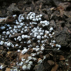 Physarum polycephalum