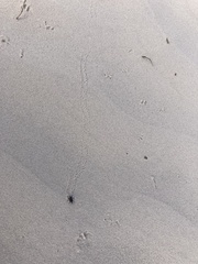 Sphenophorus cariosus