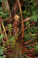 Chamaesphecia nigrifrons