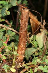 Chamaesphecia nigrifrons