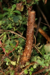 Chamaesphecia nigrifrons