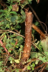 Chamaesphecia nigrifrons