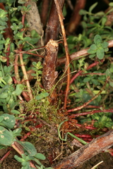 Chamaesphecia nigrifrons