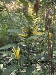 Heliconia longiflora