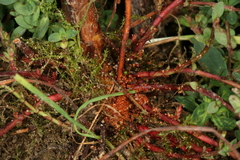 Chamaesphecia nigrifrons