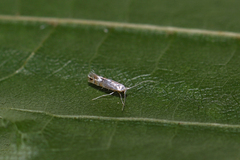 Phyllonorycter maestingella