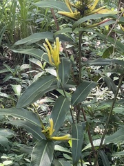 Heliconia longiflora
