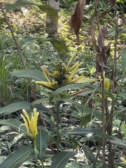 Heliconia longiflora