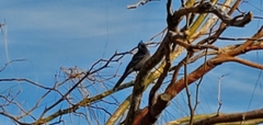 Phainopepla
