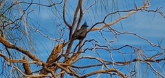 Phainopepla