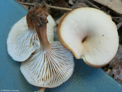 Lentinellus micheneri