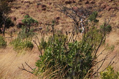 Protea gaguedi