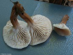 Lentinellus micheneri