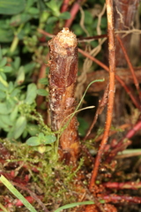 Chamaesphecia nigrifrons