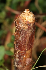 Chamaesphecia nigrifrons