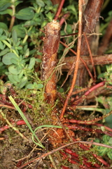 Chamaesphecia nigrifrons