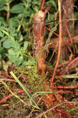 Chamaesphecia nigrifrons
