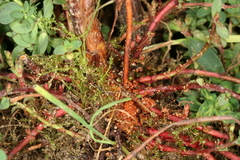 Chamaesphecia nigrifrons