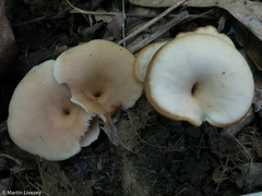 Lentinellus micheneri