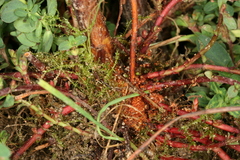 Chamaesphecia nigrifrons
