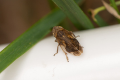 Philaenus spumarius