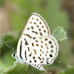 Tarucus callinara