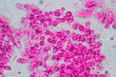 Lentinellus micheneri