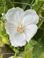 Corynabutilon vitifolium