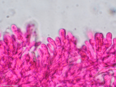 Lentinellus micheneri