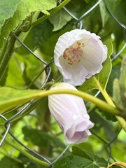 Corynabutilon vitifolium