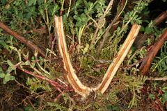 Chamaesphecia nigrifrons