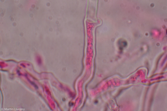 Lentinellus micheneri