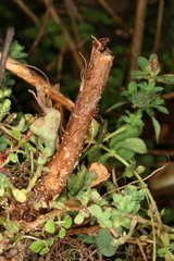 Chamaesphecia nigrifrons