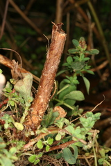 Chamaesphecia nigrifrons