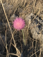 Allium sphaerocephalon