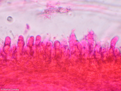 Lentinellus micheneri