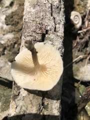 Lentinus tigrinus