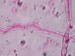 Lentinellus micheneri