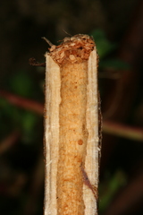 Chamaesphecia nigrifrons