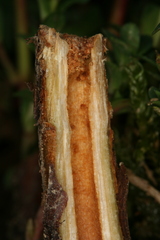Chamaesphecia nigrifrons