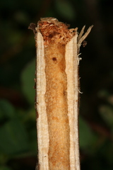 Chamaesphecia nigrifrons