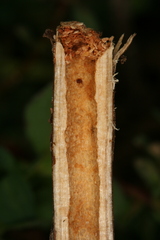Chamaesphecia nigrifrons