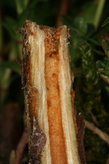 Chamaesphecia nigrifrons