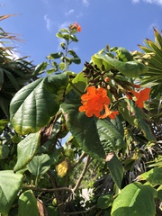 Cordia sebestena