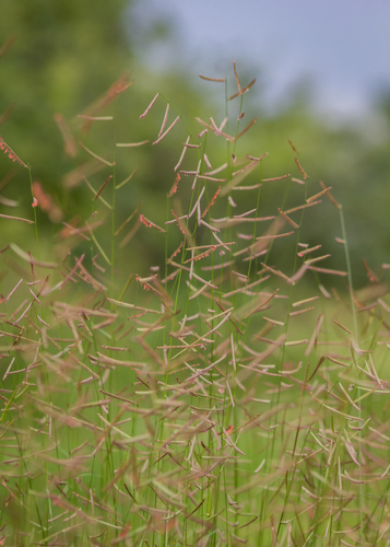 Bouteloua barbata var. rothrockii