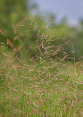 Bouteloua barbata rothrockii
