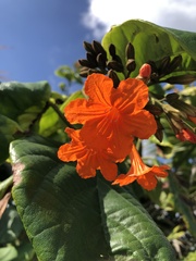 Cordia sebestena