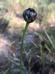 Helianthus radula
