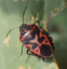 Eurydema ventralis