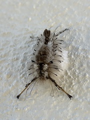 Dasychira meridionalis